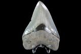 Serrated, Fossil Megalodon Tooth - Beautiful Color #88665-1